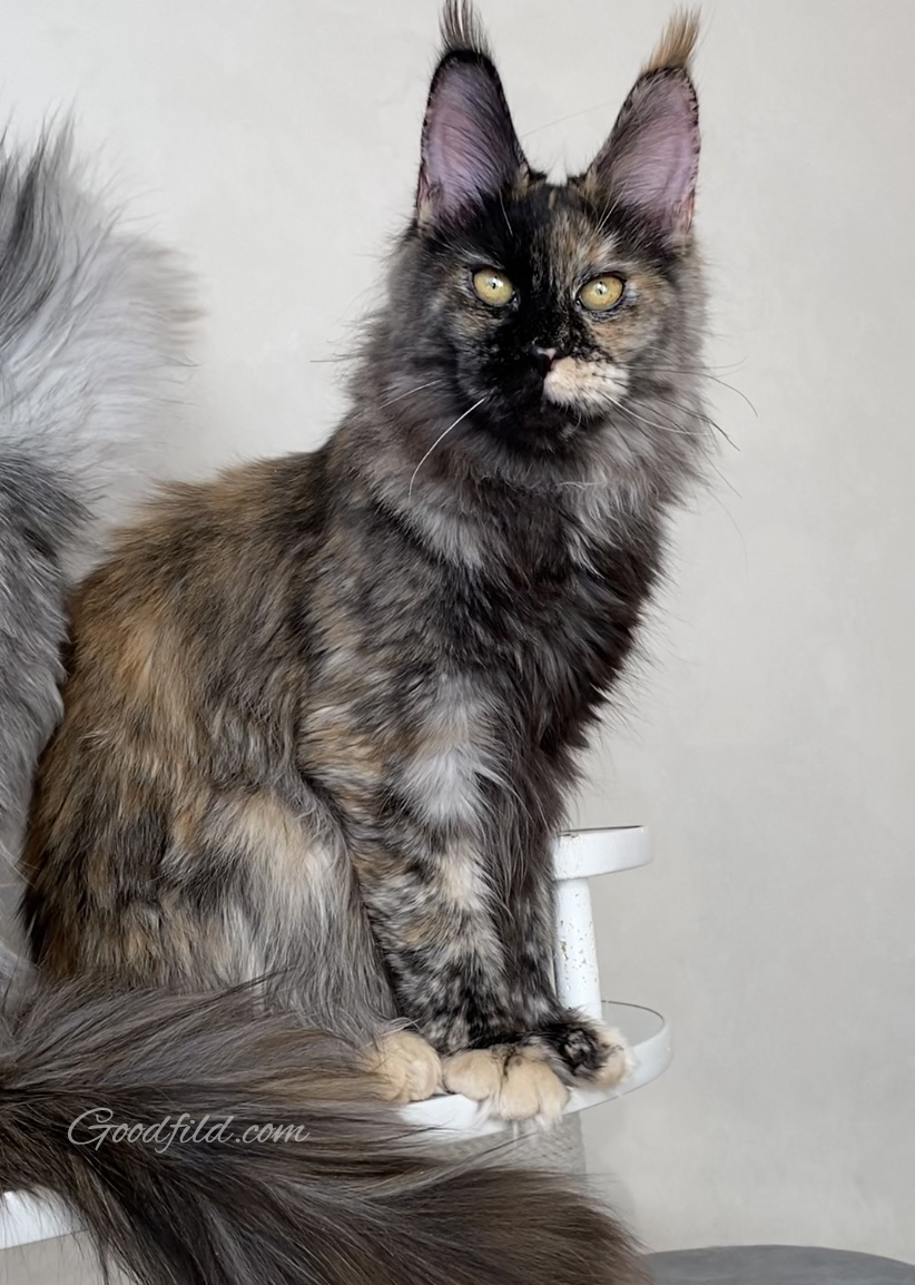 MOTHER. BLACK SMOKE TORTIE (fs)