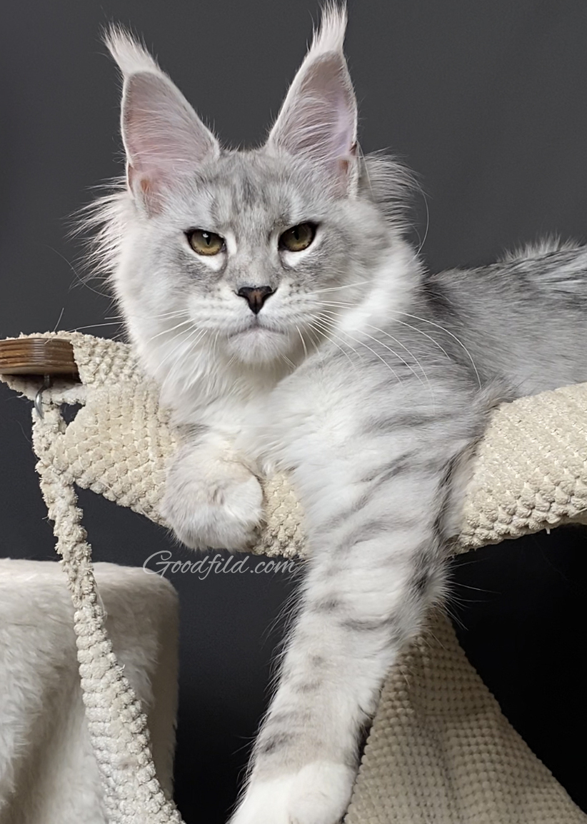 MOTHER. BLACK SILVER SPOTTED/WHITE (ns24 09)