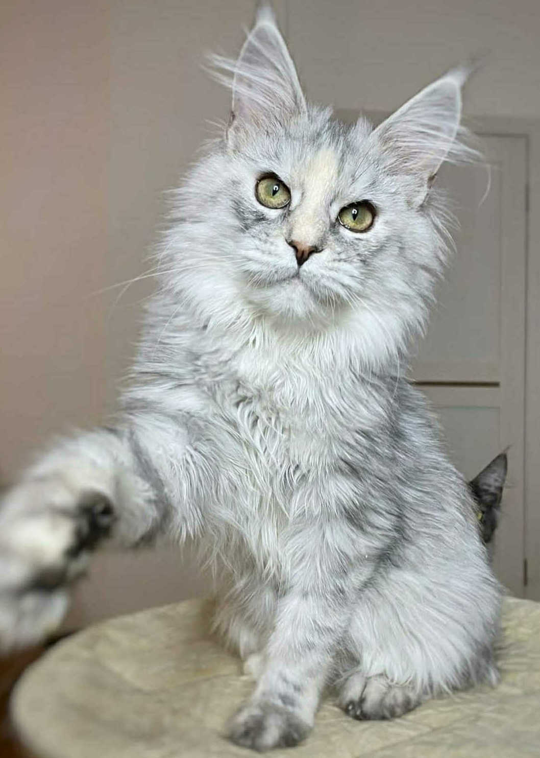 MOTHER. BLACK SILVER SPOTTED TORBIE (fs24)